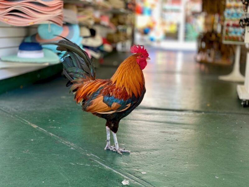 Key West: Secret Walking Food Tour - An In-Depth Look at the Experience