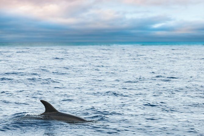 Key West Sunset Sail: Dolphin Watching, Wine, and Tapas - An In-Depth Look at the Experience