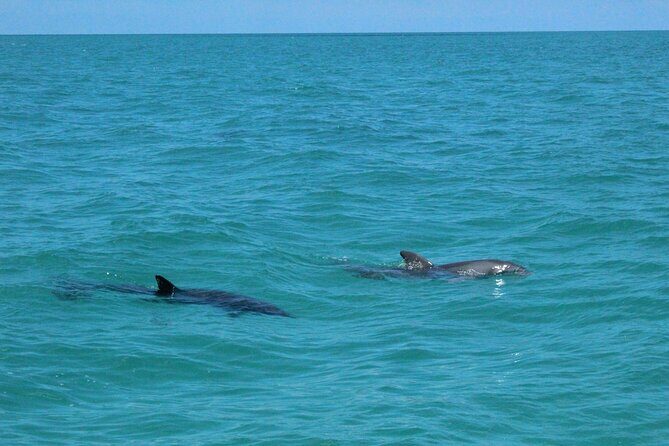 Key West Tours from Miami: Dolphin Discovery, Snorkeling & More ! - The Pros and Cons