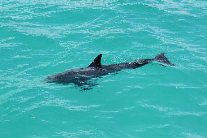 Key West Tours from Miami: Dolphin Discovery, Snorkeling & More ! - Frequently Asked Questions
