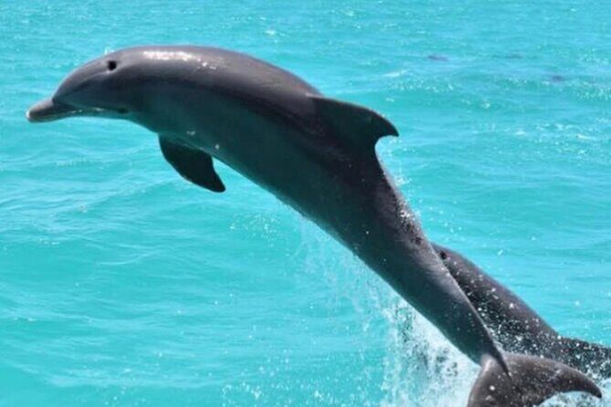 Key West's Favorite Afternoon Dolphin Sail - The Itinerary: What to Expect on Your Dolphin Sail