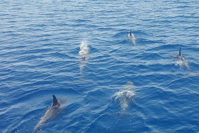 Key West's Favorite Afternoon Dolphin Sail - The Value of This Tour