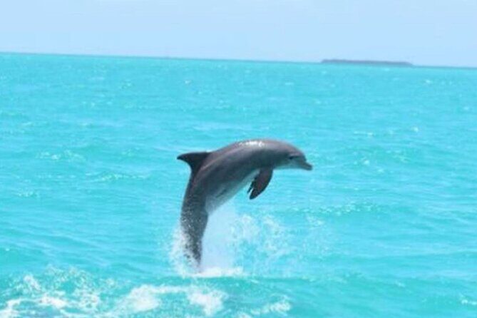 Key West's Favorite Afternoon Dolphin Sail - Who Will Love This Tour?