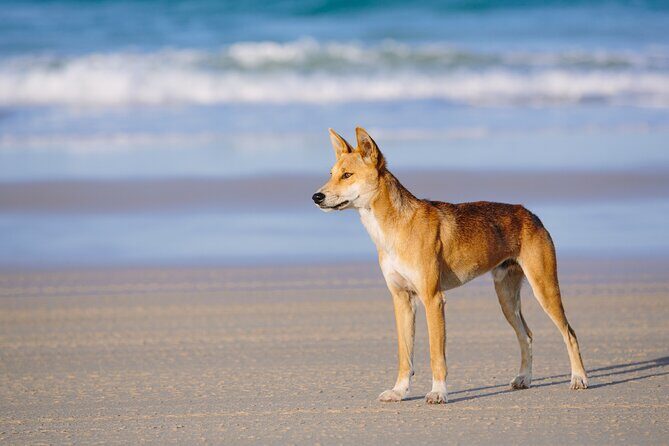 K'gari (Fraser Island) Small Group 4WD Adventure - From Noosa - The Sum Up: Who Will Love This Tour?