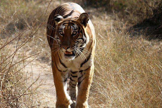 Khajuraho Erotica & Panna Exotica Wildlife - FAQ