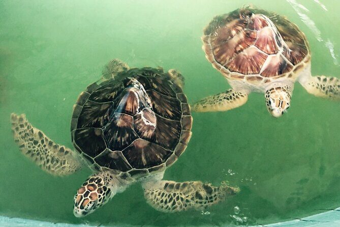 Khao Lak Eco-Safari: Elephants, Tsunami Museum, and Turtles - Conclusions: Who Should Consider This Tour?