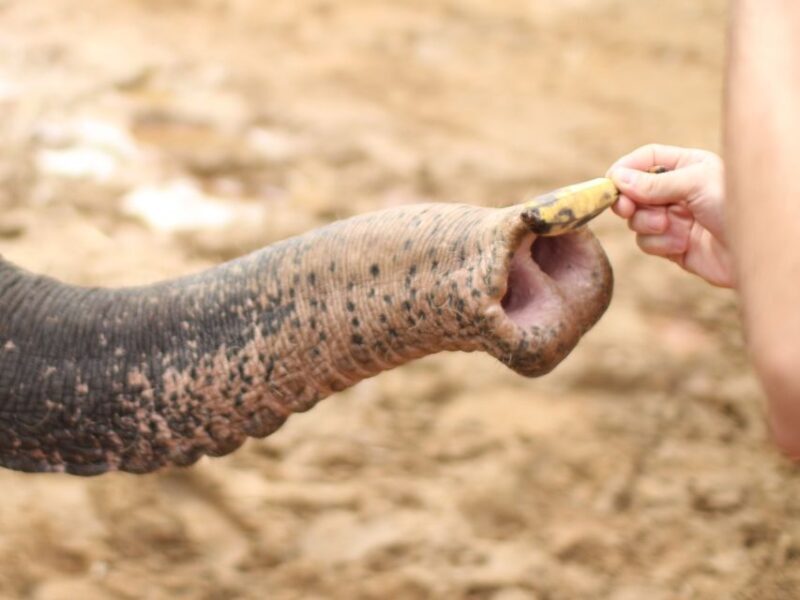 Khao Lak: Elephant Bathing and Turtle Center Visit - Itinerary Breakdown
