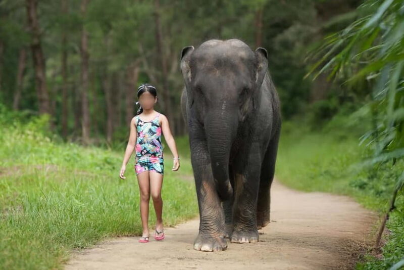Khao Lak: Elephant Bathing and Turtle Center Visit - Who Should Consider This Tour?