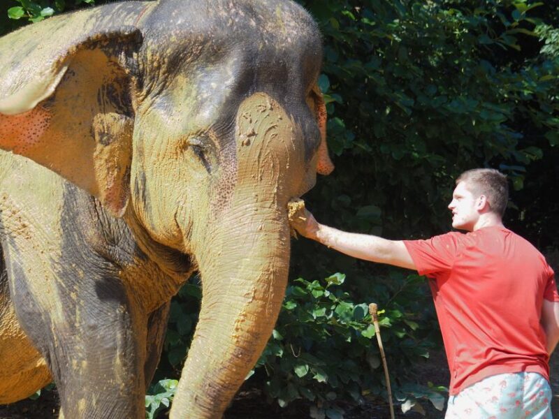 Khao Lak: Elephant Bathing and Turtle Center Visit - The Sum Up
