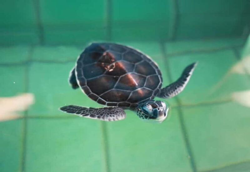 Khao Lak: Elephant Bathing and Turtle Center Visit - FAQ