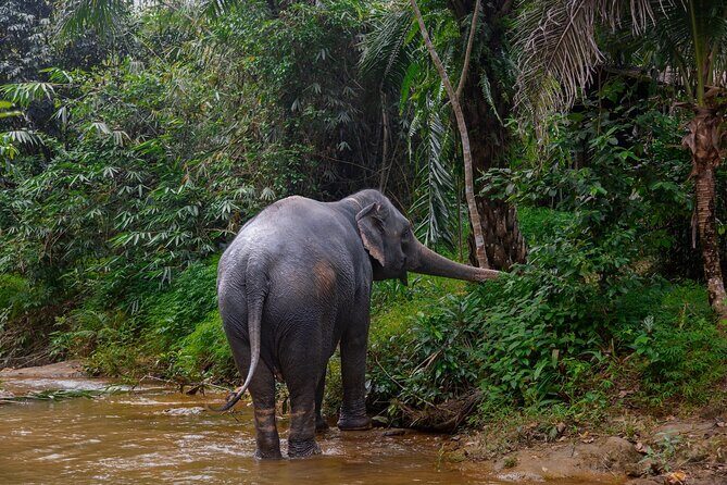 Khao Lak Elephant Sanctuary Full Day Small Group Tour - An In-Depth Look at the Khao Lak Elephant Sanctuary Full Day Tour