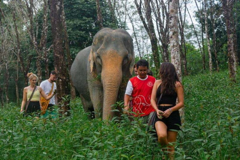 Khao Lak Guided Nature Walk & Elephant Experience - Key Points