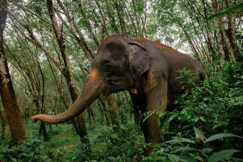 Khao Lak Guided Nature Walk & Elephant Experience - What To Expect During Your Tour
