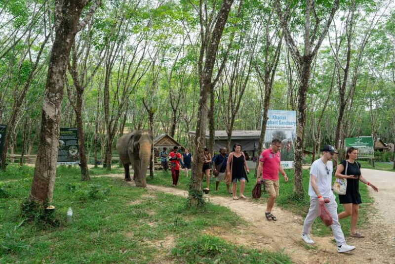 Khao Lak Guided Nature Walk & Elephant Experience - Authentic Experiences and Authentic Reviews