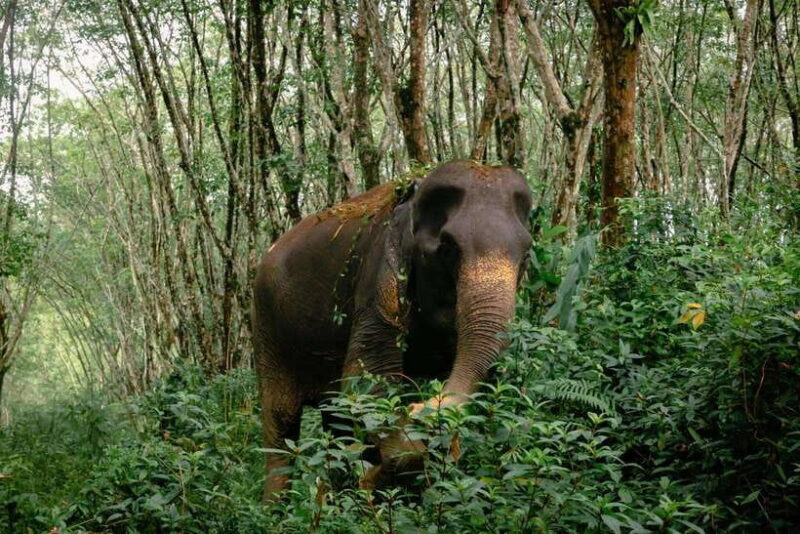 Khao Lak Guided Nature Walk & Elephant Experience - Who Is This Tour Best For?