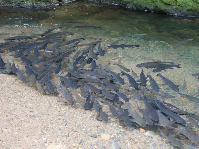 Khao Lak: Little Amazon Canoe Ride & Tam Nang Waterfall Tour - Wildlife and Nature