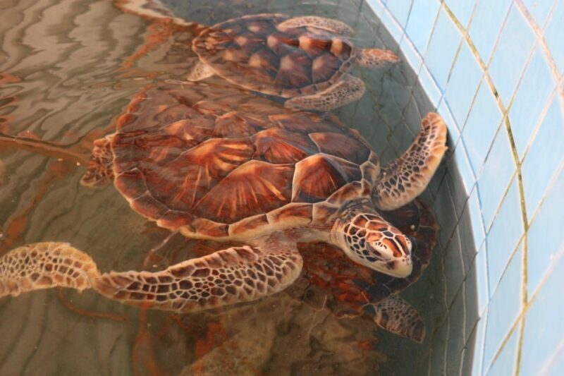 Khao Lak: Raft Expedition & Sea Turtle Conservation Center - Who Should Consider This Tour?