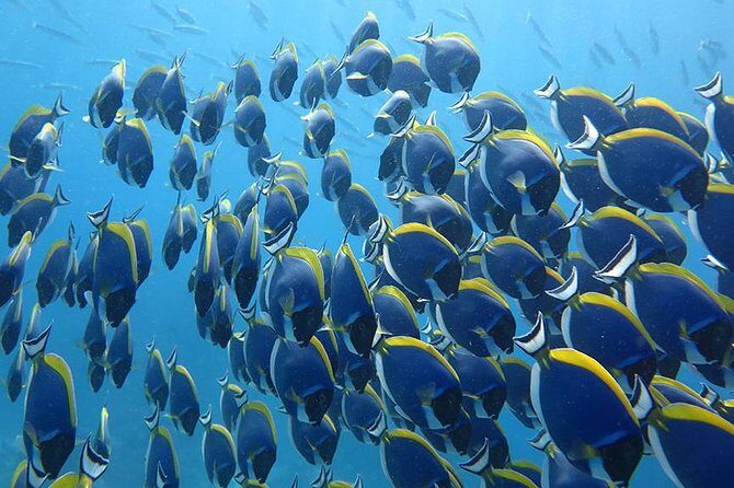 Khao Lak to Similan Islands Snorkeling Tour - The Authentic Experience and Customer Feedback