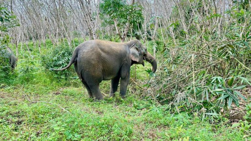 Khao Lak: Waterfall,Sea Turtle,Elephant Care,Meal & Transfer - The Sum Up