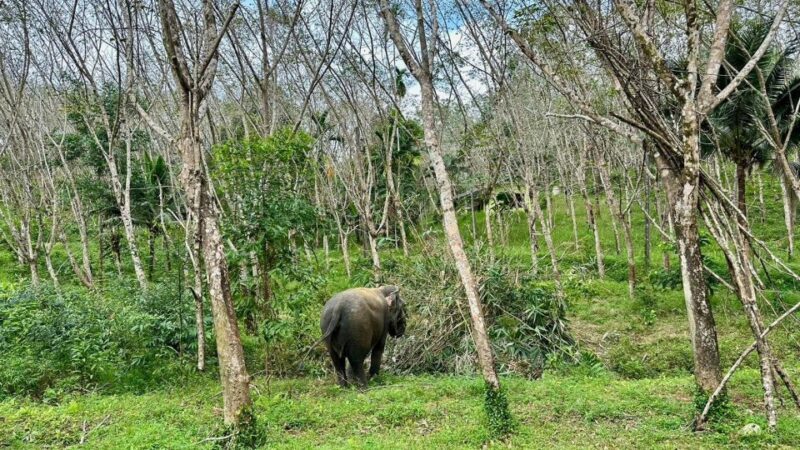 Khao Lak: Waterfall,Sea Turtle,Elephant Care,Meal & Transfer - FAQ