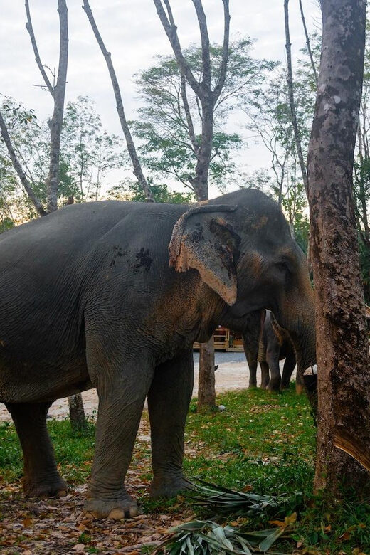 Khao Laks Best: Elephant Sanctuary,Rubber Tapping&Waterfall - Exploring the Details: What to Expect from the Tour