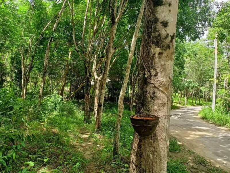 Khao Laks Best: Elephant Sanctuary,Rubber Tapping&Waterfall - The Experience of Each Stop