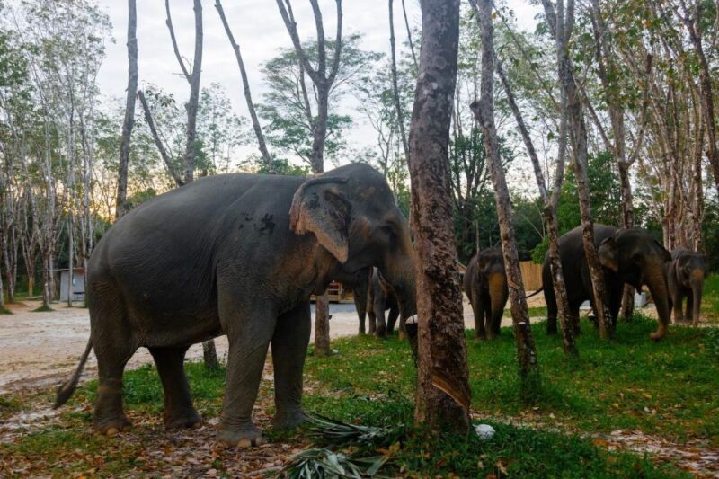 Khao Laks Best: Elephant Sanctuary,Rubber Tapping&Waterfall - FAQ
