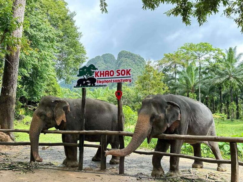 Khao Sok: Ethical Elephant Experience & Nature Walk - An Honest Look at the Experience