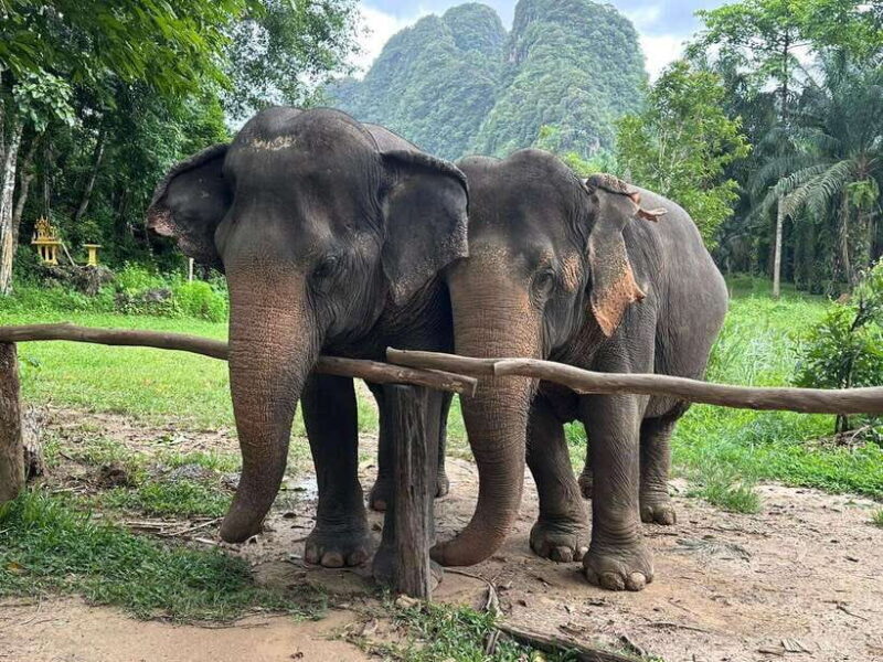 Khao Sok: Ethical Elephant Experience & Nature Walk - Final Thoughts