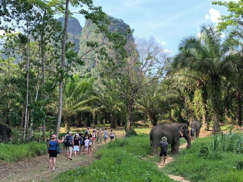 Khao Sok: Ethical Elephant Experience & Nature Walk - FAQ: Your Questions Answered