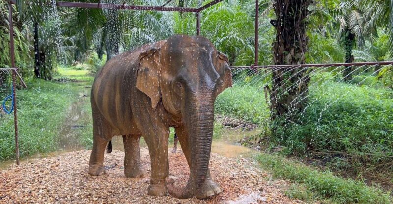 Khao Sok: Ethical Elephant Sanctuary Visit - Real Travelers’ Voices: Authentic Insights