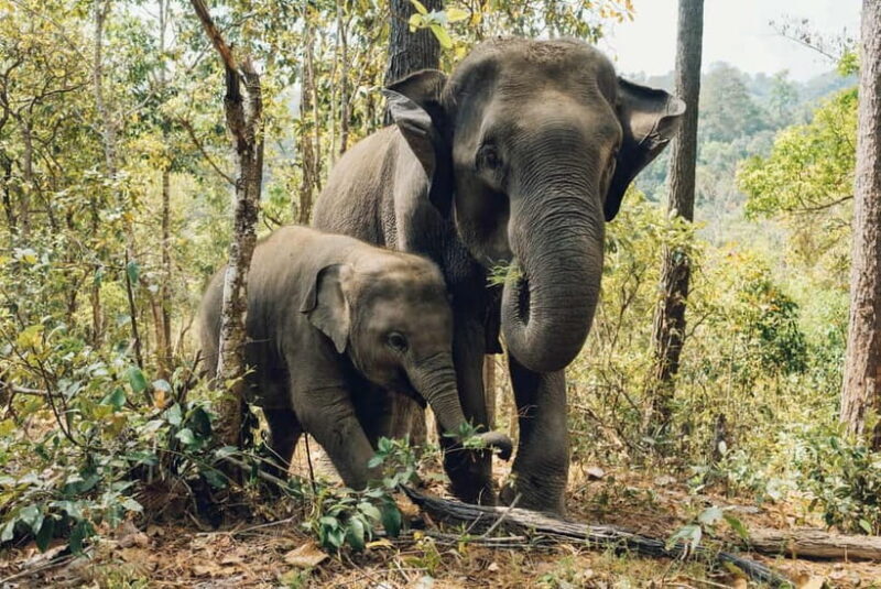 Khao Sok: Private Ethical Elephant Sanctuary Adventure - Key Points