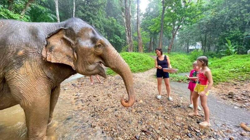 Khao Sok: Private Ethical Elephant Sanctuary Adventure - What to Expect on the Tour