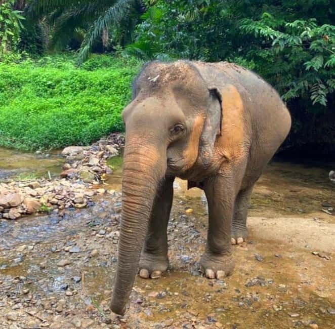 Khao Sok: Private Ethical Elephant Sanctuary Adventure - Final Thoughts: Who Should Consider This Tour?