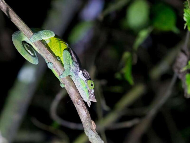 Khao Sok: Private Night Safari Adventure w/ Hotel Transfer - Practical Tips for Your Night Safari