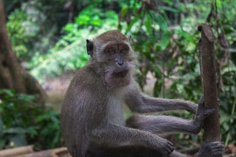 Khao Sok: Private Waterfalls and Wildlife Half-Day Trek - FAQ