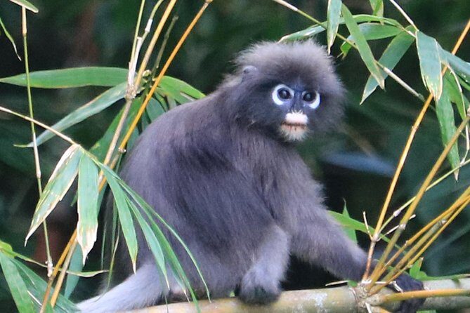 Khao Sok Wildlife 2 Days - A Closer Look at the Itinerary