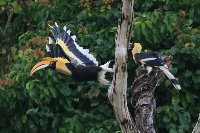 Khao Sok Wildlife 2 Days - FAQs