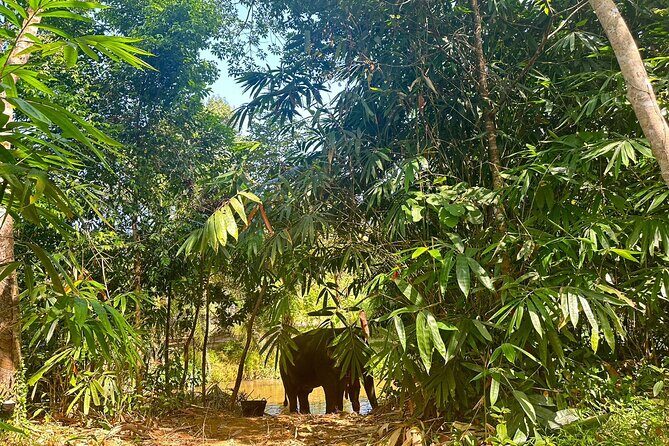 Khaolak Elephant Sanctuary, Cooking Class and Waterfall Tour - The Value of the Experience