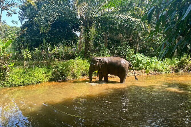 Khaolak Elephant Sanctuary, Cooking Class and Waterfall Tour - Who Will Love This Tour?