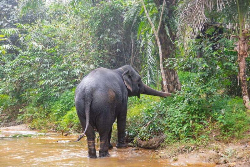 Khaolak: Elephant Sanctuary Guided Tour with Hotel Transfers - Key Points