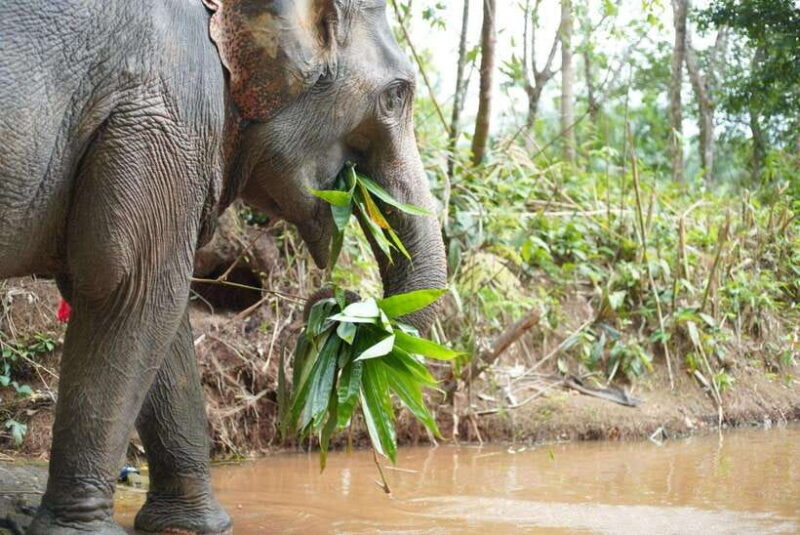 Khaolak: Elephant Sanctuary Guided Tour with Hotel Transfers - The Sum Up: Who Will Love This Tour?