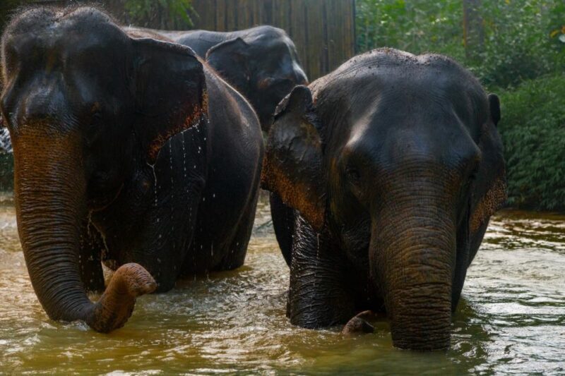 Khaolak: Elephant Sanctuary Guided Tour with Hotel Transfers - The Sum Up: Who Is This Tour Best For?