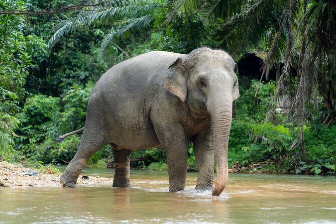 Khaolak Elephant Sanctuary Visit & River Tubing Tour - A Balanced Look at the Khaolak Elephant Sanctuary & River Tubing Tour