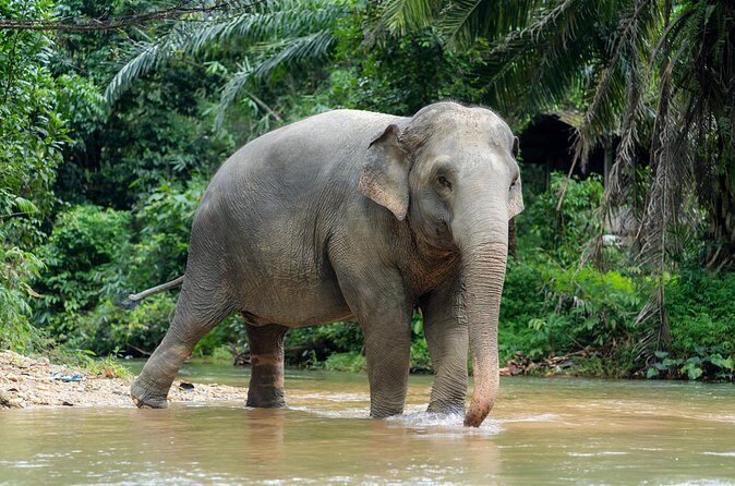 Khaolak Elephant Sanctuary Visit & River Tubing Tour - Frequently Asked Questions