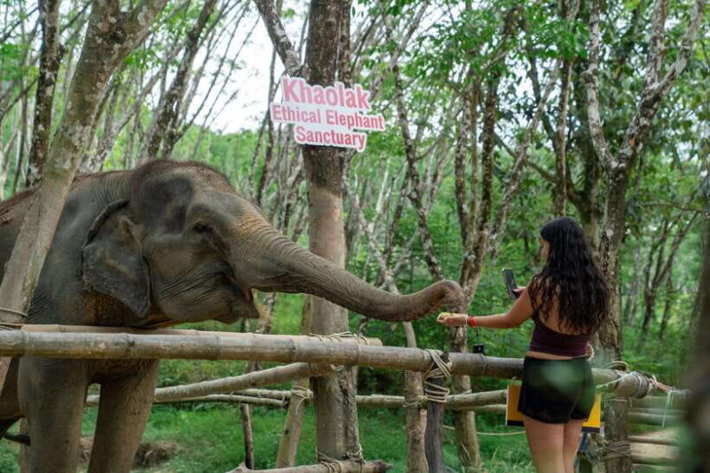 Khaolak Ethical Elephant Sanctuary Snack Making & Feeding - The Sum Up