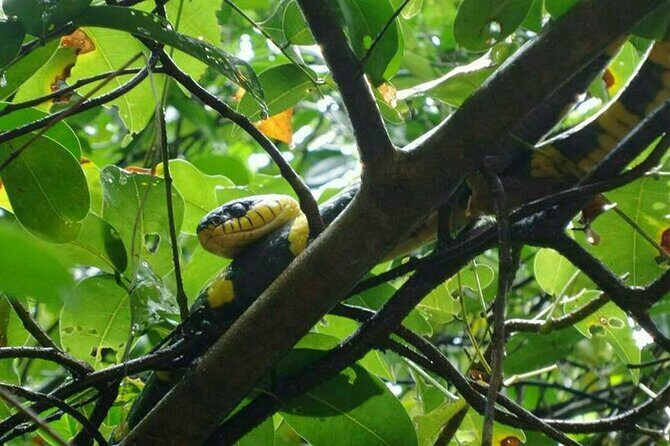 Khaolak Nature & Culture Tour with Lunch - FAQ