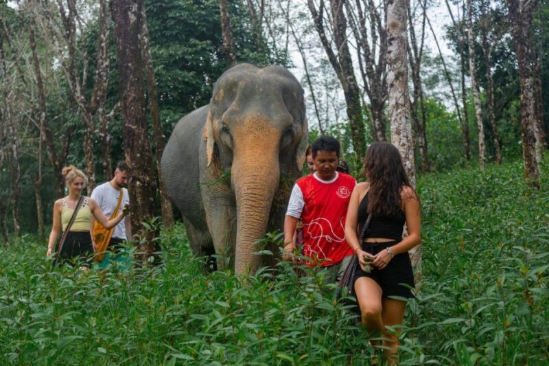 Khaolak: Sunset Elephant Walk with Complimentary Cocktail - Key Points