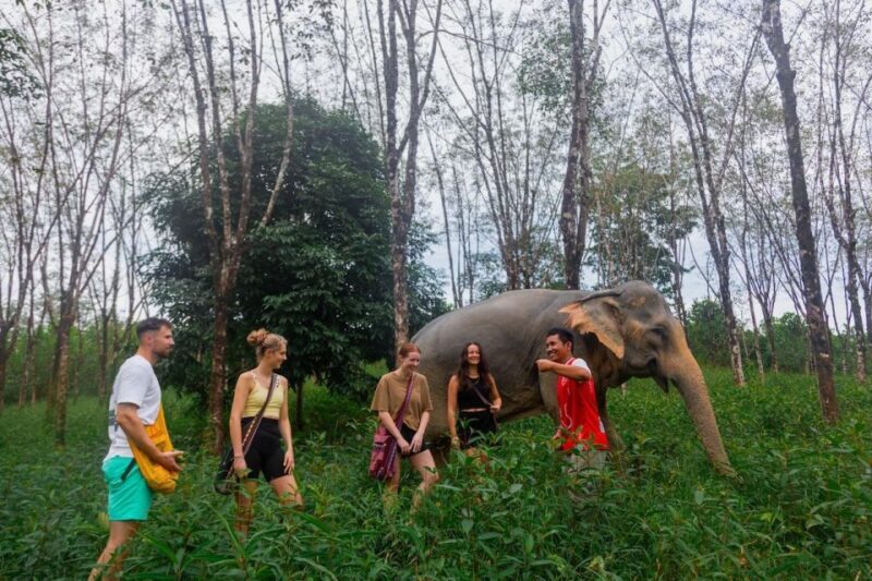 Khaolak: Sunset Elephant Walk with Complimentary Cocktail - The Experience in Detail
