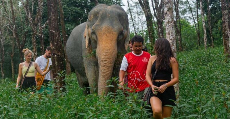 Khaolak: Sunset Elephant Walk with Complimentary Cocktail - What You Will Love